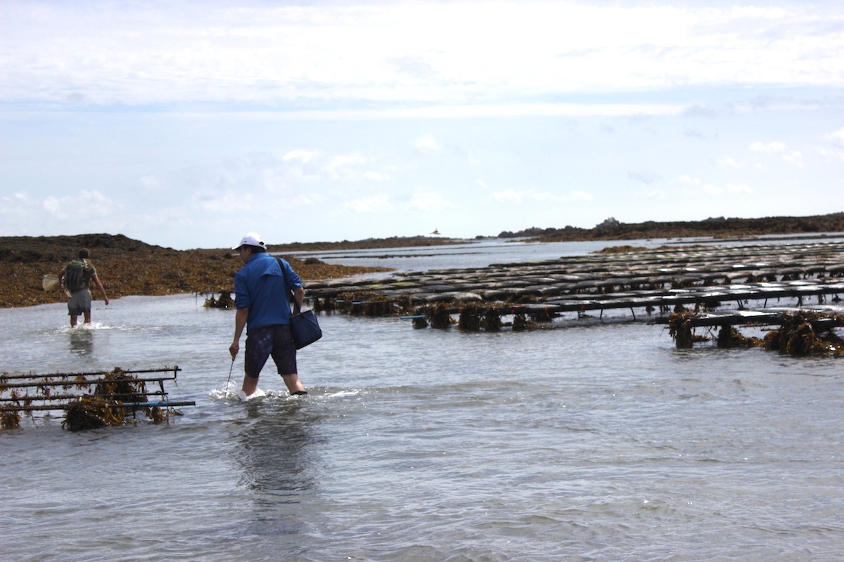 31:08:19_Jersey_St Clement's bay_oyster farming